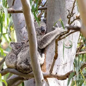 A Quiet Unit Overlooking A Reserve , Petrie Australia